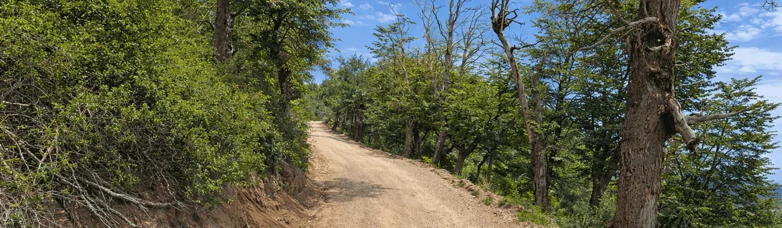 Camino de ripio en subida atravesando un bosque patagónico, con árboles a ambos lados y cielo despejado, en un entorno natural del Cerro Otto.